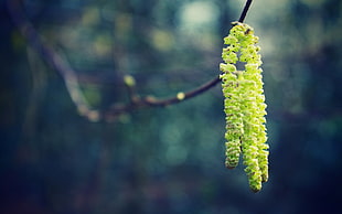 selective focus photography of green leaf on stem